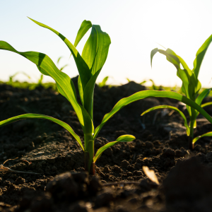 Corn plants